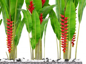 heliconia 3D Model