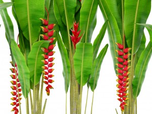 heliconia 3D Model