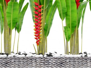 heliconia 3D Model