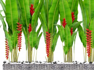 heliconia 3D Model