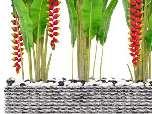 heliconia 3D Model