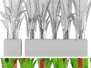 heliconia 3D Model