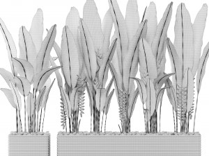heliconia 3D Model