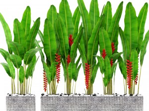 heliconia 3D Model