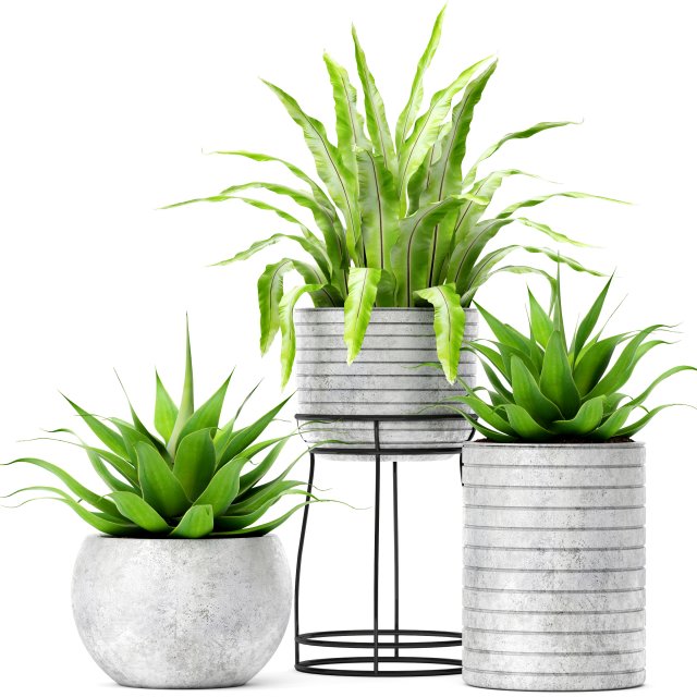 asplenium and agave Model 3D .c4d .max .obj .3ds .fbx .stl .blend 