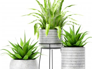 asplenium and agave 3D Model