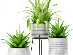 aspl&eacute;nium et agave Modèle 3D