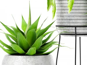 aspl&ecirc;nio e agave Modelo 3D