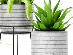 asplenium and agave Model 3D