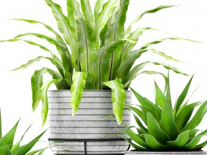 asplenium and agave Model 3D