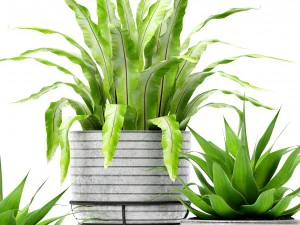 aspl&ecirc;nio e agave Modelo 3D