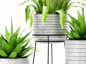 aspl&ecirc;nio e agave Modelo 3D