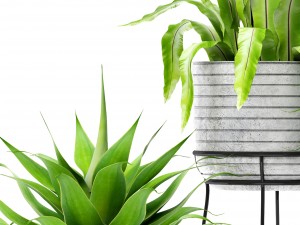 asplenium and agave Model 3D
