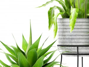 aspl&ecirc;nio e agave Modelo 3D