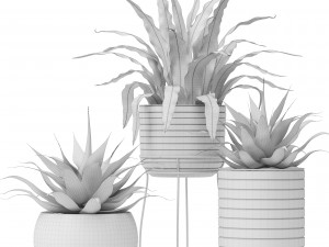 asplenium and agave Model 3D