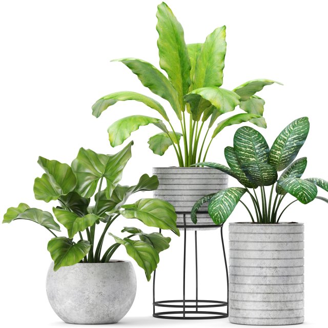 plants collection pot Model 3D .c4d .max .obj .3ds .fbx .stl .blend 