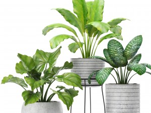 plants collection pot 3D Модель