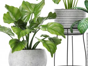 plants collection pot Model 3D