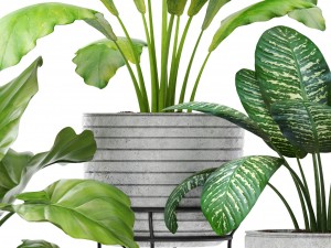 plants collection pot Model 3D