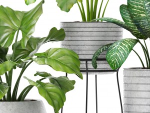 plants collection pot Model 3D