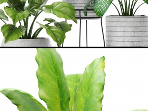 plants collection pot Model 3D