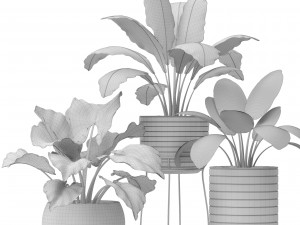 plants collection pot Model 3D