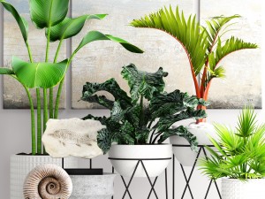 plants collection pot 3D Модель
