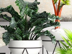 plants collection pot 3D Model