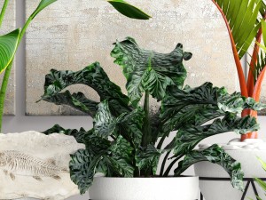 plants collection pot 3D Model