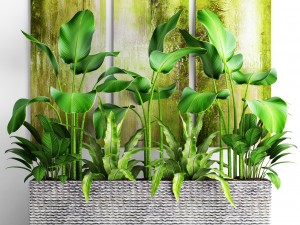 plants collection pot Model 3D