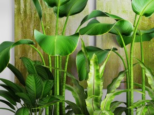plants collection pot Model 3D