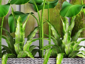plants collection pot Model 3D