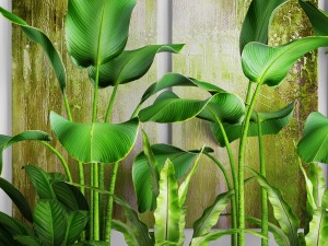 plants collection pot Model 3D