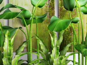 plants collection pot Model 3D