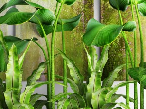plants collection pot Model 3D