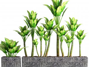 plants collection pot 3D Model