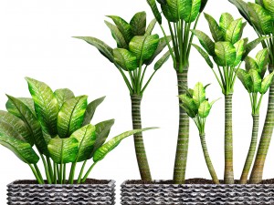 plants collection pot 3D Model