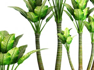 plants collection pot 3D Model