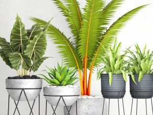 plants collection pot 3D Model