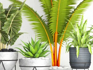 vaso de coleta de plantas Modelo 3D