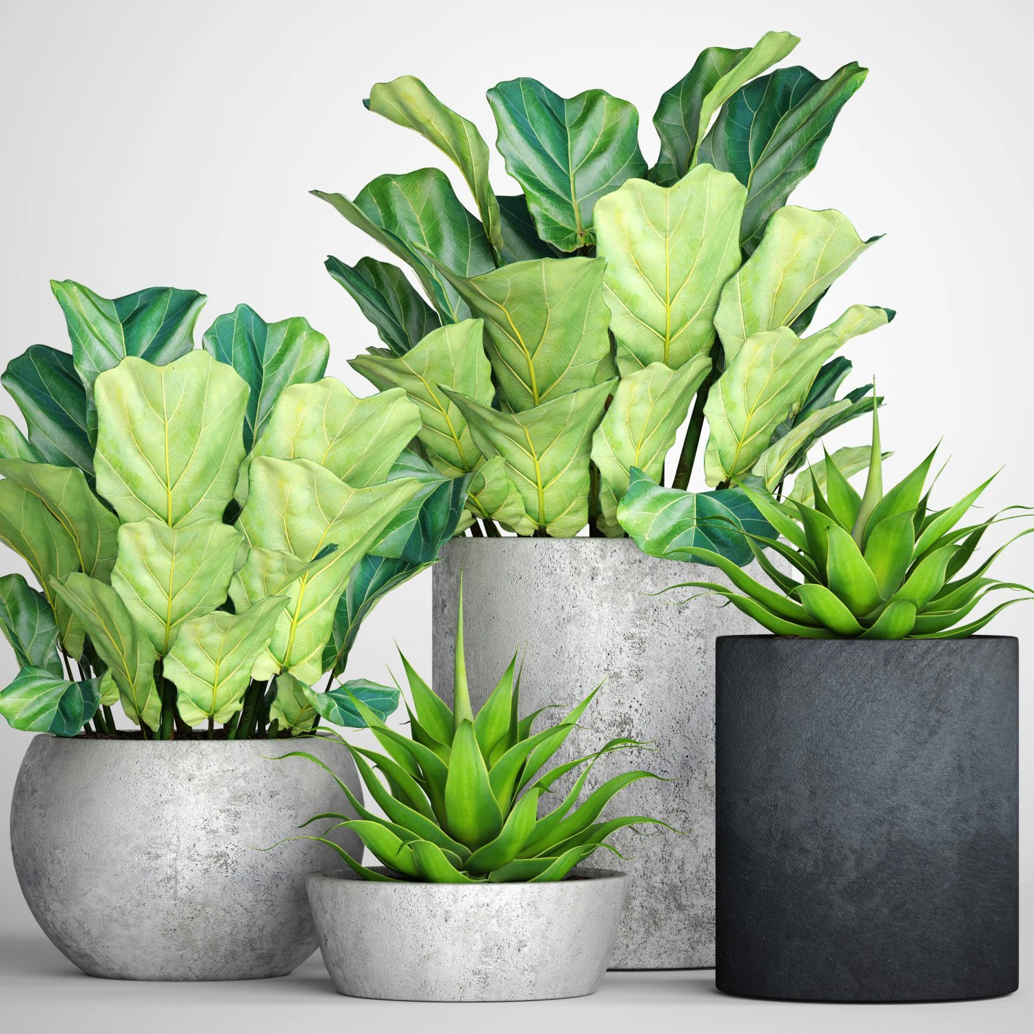 ficus lyrata pots 3D Model .c4d .max .obj .3ds .fbx .stl .blend 