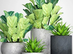 ficus lyrata pots 3D Model