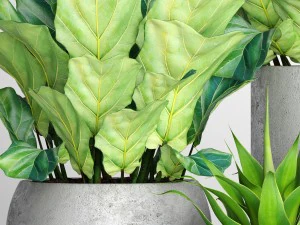 ficus lyrata pots 3D Model