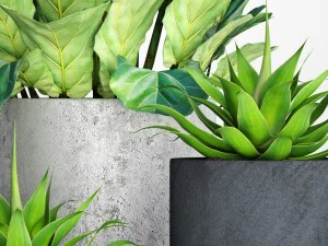 ficus lyrata pots 3D Model