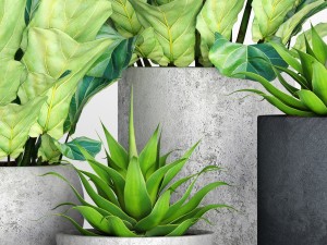 ficus lyrata pots 3D Модель