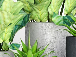 ficus lyrata pots 3D Model