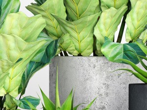 ficus lyrata pots 3D Модель