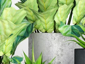 ficus lyrata pots 3D Model