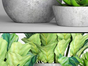ficus lyrata pots 3D Model