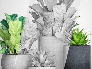 ficus lyrata pots 3D Модель